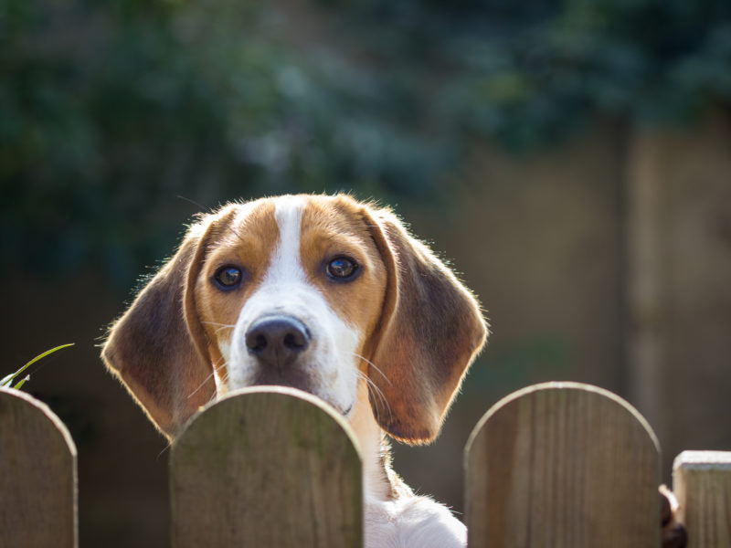 how do i stop my dog from squeezing the fence